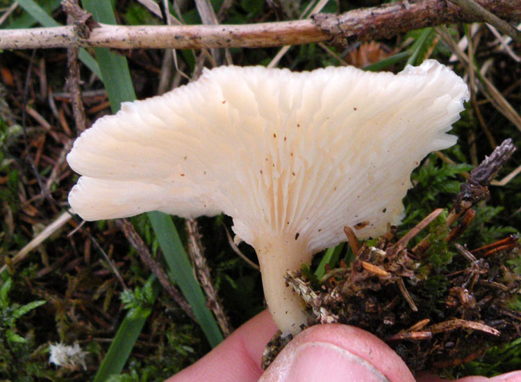 Ipotesi... Clitocybe phaeophtalma?